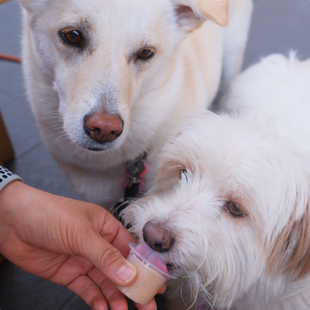 연어머리부터 순살까지, 자연이 준 그대로