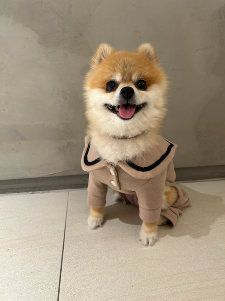 중성화하고 회복하라고 보양식으로 먹였어요 ㅎㅎ
하나도 안아파하지만...좋아하네요