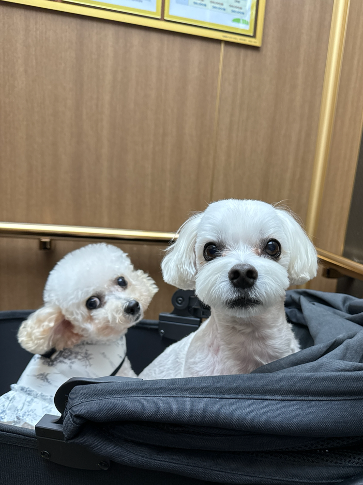 컬리에서 가끔 시켜서 주다가 주토피아에 입점 됐다고 해서 후딱 시켰어요. 아이들 기호성도 좋고 영양제 섞어서 주기에도 딱이에요