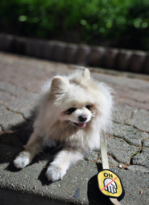 포포네 화식은 포슬포슬이라길래, 구매해봤어요!
꾸덕한 화식은 이에 잘 붙어서 어렵거든요ㅠㅠ
삼치가 들어간다길래 처음엔 지방이 조금 있는 거 아니려나 걱정했는데, 저지방이라서 구매해봤거든요! 12살이지만 다이어트를 해야 하고 쿠싱이 있는 아이라 지방이 좀 신경쓰였는데 저지방이라 더더욱 굳!!! 첫 구매라 잘 먹을까 걱정했는데 너무너무 잘 먹고 엄청 좋아해요! 
다른 분들처럼 예쁘게 꾸미지는 못하지만..특식처럼 줄 수 있어서도 좋은 것 같아요!! 다음에도 또 구매할 것 같습니당!