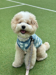 아주 잘 먹어요 우리 애기 주식!