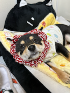 닭고기를 너무 좋아하는 강쥐로 따뜻하게 데웠을 때 풍기는 향이,,, 사람도 입을 열게 만드는 ㅜㅜ 강쥐는 얼마나 더 맛있을까요!
사료와 미트로프 1/2을 으깨서 함께 주니 싹싹 완밥 하였답니다!