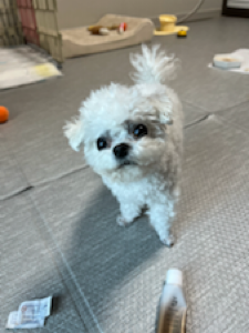 저희 강아지는 닭/소/돼지고기에만 알러지가없어서 
여름준비겸 아기 몸보신 해주려 구매했는데,
역시나 포장&냉동상태 빵빵하게 잘 왔고
얼어있던 백숙을 전자레인지에 데우니 꼬수운 닭백숙내가 진동을 ㅎㅎ 
기름기가 살짝 뜨긴하나 사실 사람먹는 백숙도 기름기가 어느정도 있으니까 전 살짝 육수 버리고 생수섞어서 + 흰밥말아 줬더니 미친듯이 잘 먹더라구영👍
(사진은 까탈레나 저희 강아지의 식습관땜시 ㅎㅎ 전용 식기 실리콘패드에 펼쳐둔 모습이라 좀 그렇지만)
기호도 너무 좋고 맛도 좋은지 먹고 입맛 다시네요!