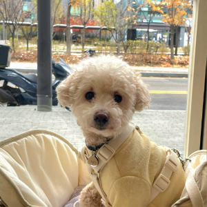 요거 약간 애기들 먹는 뻥튀기 과자같아요 ㅎㅎ 고소한 냄새 나고 알이 작아서 간식으로 주기 좋아요!