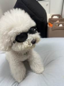 기호성도 너무좋고 환장하고 먹어요!!
냄새나자마자 폴짝거리면서 꼬리흔들더라구요!!