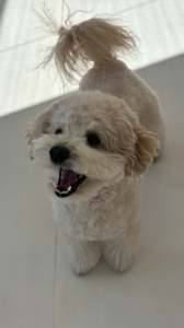 아.. 급여하려고 뜯었는데 제조일자가 두달전이네요... 
오래된거주는거였으면 가격도 똑같고 쿠폰도 적용안되는데  그냥 공식홈페이지에서 주문할걸그랬어요..
급해서 새벽배송이라 주문했는데 다음날바로온것도아니고 
그다음날 새벽에왔는데... 
유통기한이 지난건아니지만 제조일자가 너무 오래됬네요... 