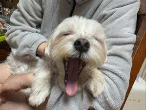 애기가 입이 짧고 맛있는 것만 좋아해서
밥 먹이기 너무 힘들었는데 이제 페피밀에서만 먹여요😍
질감도 부스러지는게 아닌 쫀쫀한 느낌이고 향도 너무 좋아요 예전에 먹였던 건 야채 냄새가 너무 강해서 잘 안 먹었어요 🥹 질감이 쫀쫀해서 영양제 안 먹으면 여기에 싸서 줘요 ^^ 다른 화식에 비해 1팩 당 칼로리가 조금 높아서 조금 덜 주고 있어요
(피트니스 하느라 간식이랑 밥까까해줘서 저녁밥 조금만 준 것 입니다~)