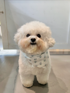 믿고 먹이는 레이앤이본 화식❤️
기호성은 말해뭐해 레이앤이본 화식 먹은날은 응아 때깔 완벽합니당...😍💖👍