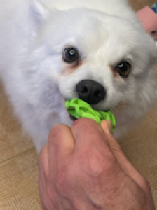 첨 사봤는데 좋아하네요 ㅎㅎ 3개 들어있어서 가성비도 좋아요
