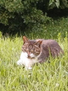 간식으로 주니까 환장해요 ㅎㅎ