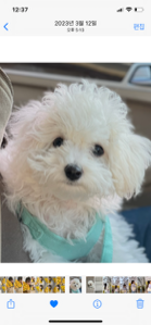 색이 너무 예쁘고 세마리 다 잘먹네욤🐶🐶🐶