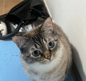 별 모양이 너무 귀엽고 영양식 줄 때 예쁘게 넣어주고 싶어서 구매했어요!! 귀엽고 성분도 좋은거 같구 !! 동결건조 주면 아예 안먹고 뱉어서 속상했는데 이건 그래도 입에 대네요ㅜㅜㅜ 77ㅑ~