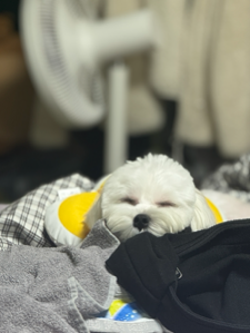 이런 볼 형태를 이번에 구매해서 처음 먹이는데 토핑으로 꽤괜이네요👍