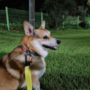 알러지가 없고 건강한 친구여서 여러가지를 먹이고있는데 역시나 너무 잘 먹습니당