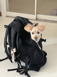 선물했는데 너무 잘먹는다고 해요
저희집 간나지도 급여할건데 기대됩니다