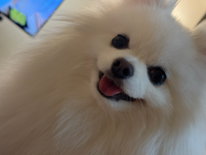 아침 대용으로 주는데 숨도 안쉬고 잘 먹더라구요 
꾸준히 구매할겁니다 ㅎㅎ 많이파세용