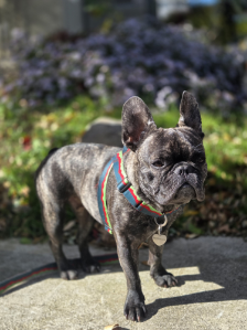 산책다녀와서 또는 산책시 주면 말도잘듣구 잘먹어서 좋아요 맛있나바요